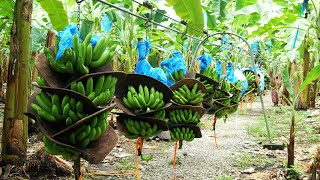 How To Banana Harvesting Cableway  Banana Processing in factory  Banana Farm to harvest [upl. by Anaeed697]