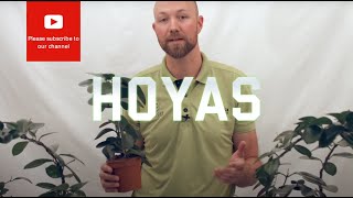 All you need to know about Hoyas Wax flower [upl. by Hort]