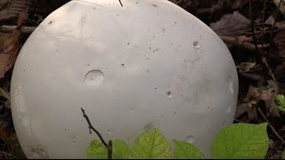 How to Identify and Eat White Puffball Mushrooms [upl. by Lesnah]