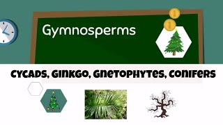 Types of gymnosperms [upl. by Isaacson452]