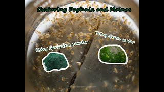 How To Culture Daphnia and Moinas using Green Water Spirulina powder [upl. by Atinoj]