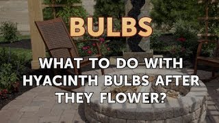 What to Do with Hyacinth Bulbs After They Flower [upl. by Amapuna]