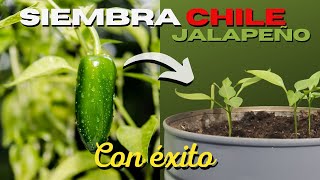 Como SEMBRAR CHILE JALAPEÑO en MACETA 🌶 Ají 🌱 [upl. by Sibilla]