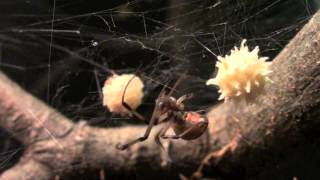 Brown Widow Latrodectus geometricus Tending To Egg Sac [upl. by Cadal]