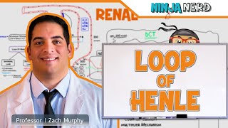 Renal  Loop of Henle [upl. by Cormick]