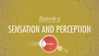 Sensation and Perception Crash Course Psychology 5 [upl. by Chatterjee]