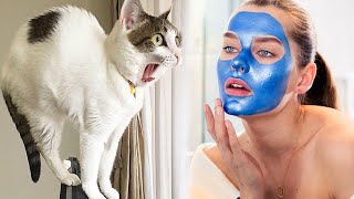 Funny cats scared of random things 🙀😹 Best Scared amp Startled Cats Compilation [upl. by Renie]