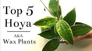 Top 5 Hoya Wax Plants [upl. by Axela810]