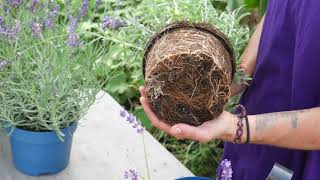 How to Plant Lavender Top Tips  Lavender World [upl. by Vladi]