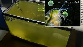 Raising Daphnia for the Freshwater Aquarium [upl. by Yonita]