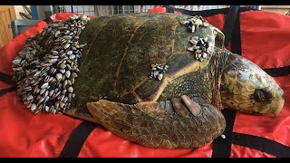 Removing Barnacles from Sea Turtles Compilation [upl. by Amliv962]