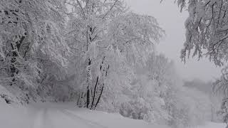 Relaxing Snowfall 2 Hours  Sound of Light Wind Breeze and Falling Snow in Forest Part 2 [upl. by Nagaek]