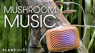 Mushroom Music with PlantWave [upl. by Ennyl992]