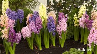 Timelapse  Hyacinth Mixed [upl. by Notyalk125]