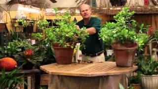 Care Tips for Indoor Gardenia Plants [upl. by Enilamme]