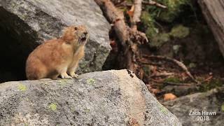 American Pika Calling [upl. by Iliam386]