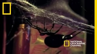 Deadly Mates Black Widow Spider  National Geographic [upl. by Xeno]