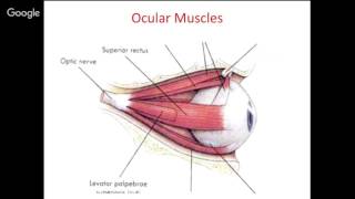 Theory Practice and Standardization of Eyetracking Technology [upl. by Euqinad]