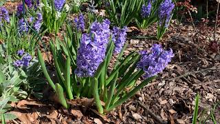 Hyacinth Plant Profile [upl. by Halivah]