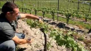 A Year in the Vineyard the Four Seasons HD [upl. by Joselyn]