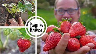 How to Grow Strawberries from Planting to Harvest 🍓🍓🍓🍓🍓 [upl. by Ahsitnauq683]