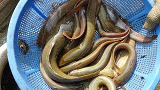 Catfish catching  Big fish farm in Bangladesh  Fishing in Pond [upl. by Ahsoet569]