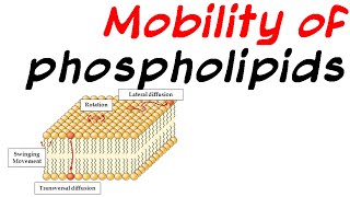 Mobility of phospholipid [upl. by Aihtnamas]