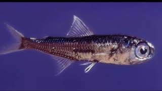 Facts The Lanternfish [upl. by Chloris361]