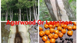 Agar Wood Or Lapnisan Plantations In the Philippines [upl. by Alisan]