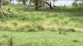 Waterbuck in Lake Nakuru [upl. by Peonir]