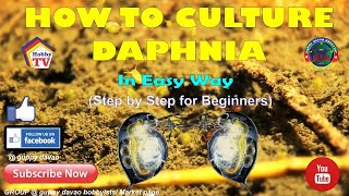 HOW TO CULTURE DAPHNIA In Easy Way [upl. by Aiken]