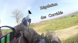 Régulation des Corvidés en Bretagne 2019 [upl. by Groot]