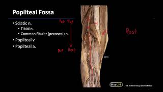 Popliteal Fossa  M1 Dissection Supplement [upl. by Ira]