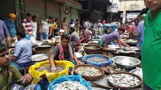 Wondrous Fish Market  Biggest Fish Market In Old Dhaka Bangladesh [upl. by Ferdie228]