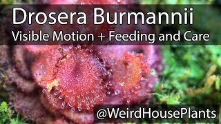 Drosera Burmannii Plant Feeding  Care and motion in real time [upl. by Naig261]