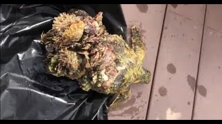 Saving Sea Turtle  found with full Barnacles on his shell [upl. by Oiramej]