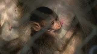 Dozens of disruptive monkeys relocated in Thailand [upl. by Lazes]