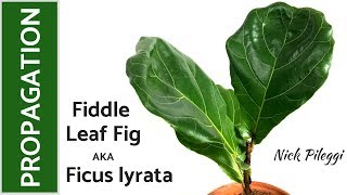 How to Propagate Fiddle Leaf Fig Ficus lyrata [upl. by Anstice]