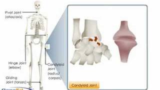 Types of Synovial Joints [upl. by Egedan]