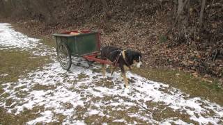 Greater Swiss Mountain Dog carting wood A [upl. by Nnailuj539]