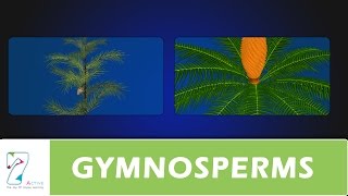 GYMNOSPERMS [upl. by Wade]