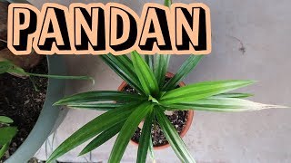 Pandan Leaves Pandanus amaryllifolius  Initial Root Prune [upl. by Ahsilet]