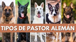 TIPOS DE PASTOR ALEMÁN [upl. by Ieppet]